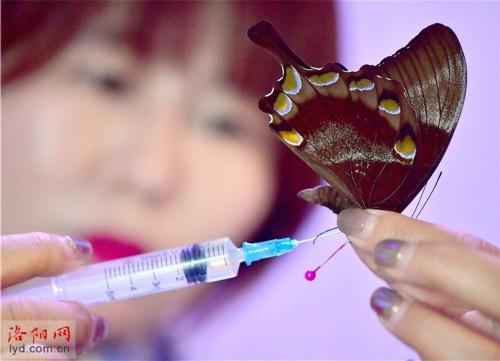 制作蝴蝶标本 创造幸福生活，蝴蝶标本图片（洛阳一对夫妻把兴趣变为生意）