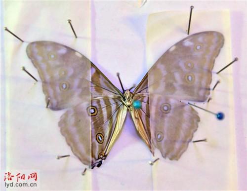 制作蝴蝶标本 创造幸福生活，蝴蝶标本图片（洛阳一对夫妻把兴趣变为生意）