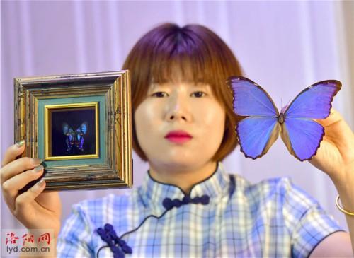 制作蝴蝶标本 创造幸福生活，蝴蝶标本图片（洛阳一对夫妻把兴趣变为生意）