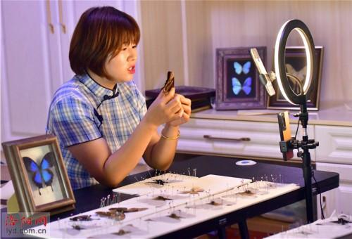 制作蝴蝶标本 创造幸福生活，蝴蝶标本图片（洛阳一对夫妻把兴趣变为生意）