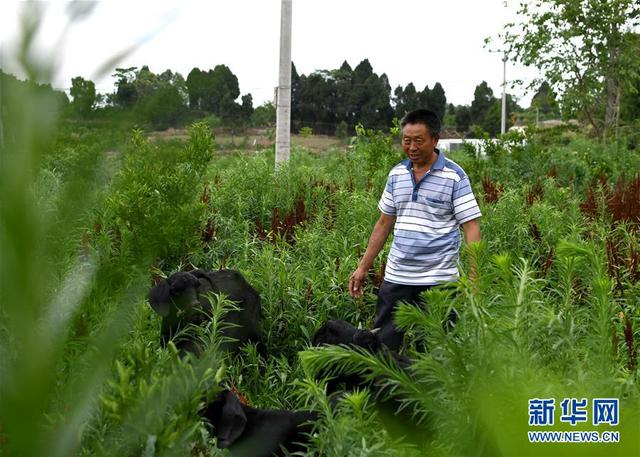 欠你的幸福 陈诗慧，女生唱的超甜的歌曲（摆摆幸福乡村的新鲜事儿）