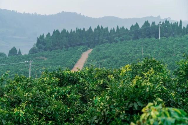 禾加一笔是什么字，禾字加一笔是什么字（乡村变美、群众变富...看）