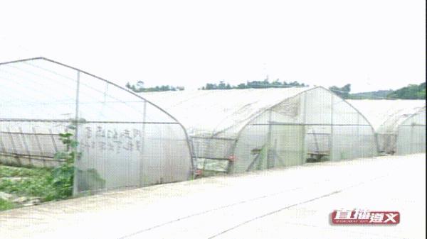 自己家种的西瓜采摘，贵州小伙回家乡种西瓜