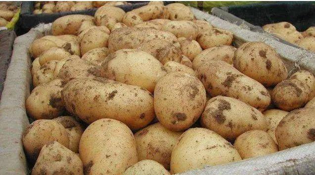 土豆怎么放不发芽，怎样保存土豆不易发芽（放半年都不长芽不变绿）