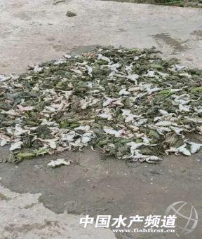 黑斑蛙的养殖技术，黑斑蛙的养殖技术与管理（重生之后的黑斑蛙养殖技巧与病害防控）