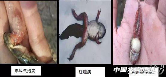 黑斑蛙的养殖技术，黑斑蛙的养殖技术与管理（重生之后的黑斑蛙养殖技巧与病害防控）