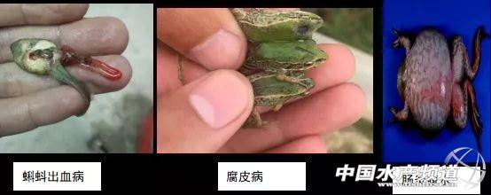 黑斑蛙的养殖技术，黑斑蛙的养殖技术与管理（重生之后的黑斑蛙养殖技巧与病害防控）