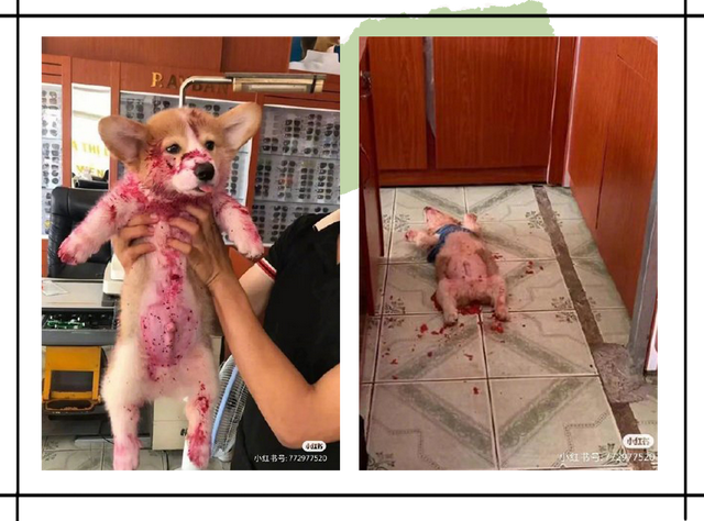 可以当染色剂的水果蔬菜，什么蔬菜或者水果可以染色（这年头火龙果、菠菜还能染发）