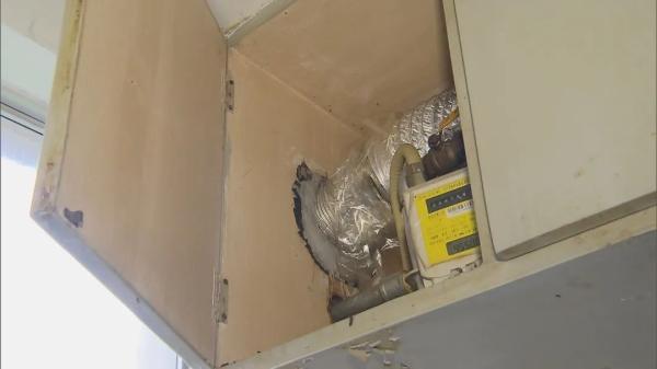 蝙蝠飞进家里好吗，家里进蝙蝠的真正预兆（上海居民家里接连出现蝙蝠）