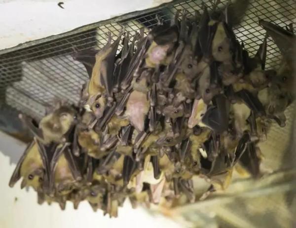 蝙蝠飞进家里好吗，家里进蝙蝠的真正预兆（上海居民家里接连出现蝙蝠）