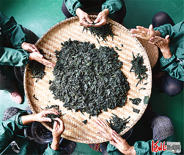 酸枣叶茶的制作方法，酸枣叶茶的制作过程（影像记录，红薯叶铺就幸福路）