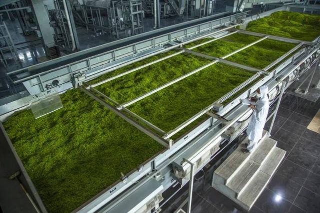 竹叶青茶的功效与作用，竹叶青酒的功效与作用（凭何成为“中国高端绿茶名片”）