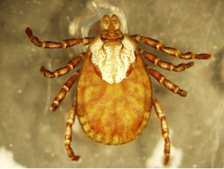 老鼠会爬墙吗，老鼠能爬上墙吗（老鼠体表有多少类寄生虫）