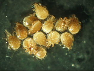 老鼠会爬墙吗，老鼠能爬上墙吗（老鼠体表有多少类寄生虫）