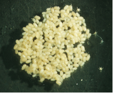 老鼠会爬墙吗，老鼠能爬上墙吗（老鼠体表有多少类寄生虫）