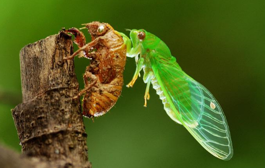 1,夏日知了叫个不听,其实古诗里也是蝉音不绝