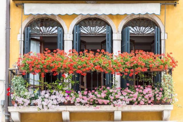 多花筋骨草价格多少，筋骨草哪个品种花多（百元一斤的水果……这份上海窗阳台彩化名单）