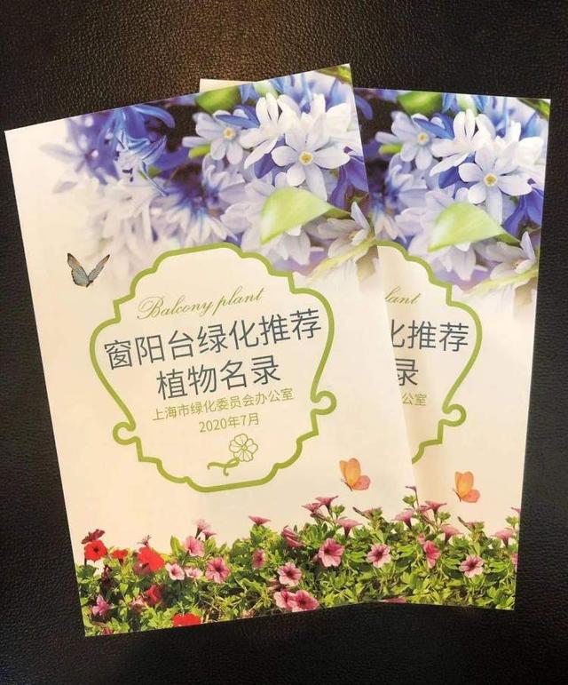 多花筋骨草价格多少，筋骨草哪个品种花多（百元一斤的水果……这份上海窗阳台彩化名单）