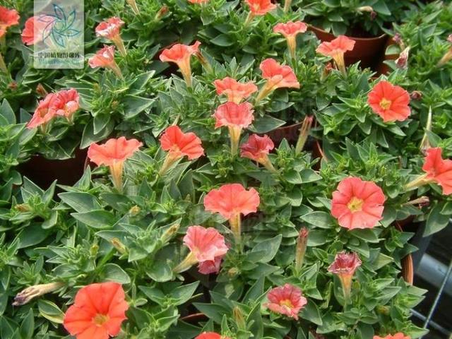 多花筋骨草价格多少，筋骨草哪个品种花多（百元一斤的水果……这份上海窗阳台彩化名单）