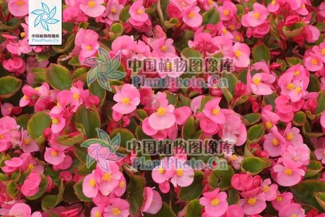 多花筋骨草价格多少，筋骨草哪个品种花多（百元一斤的水果……这份上海窗阳台彩化名单）