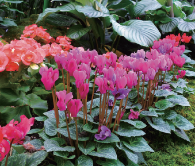 多花筋骨草价格多少，筋骨草哪个品种花多（百元一斤的水果……这份上海窗阳台彩化名单）