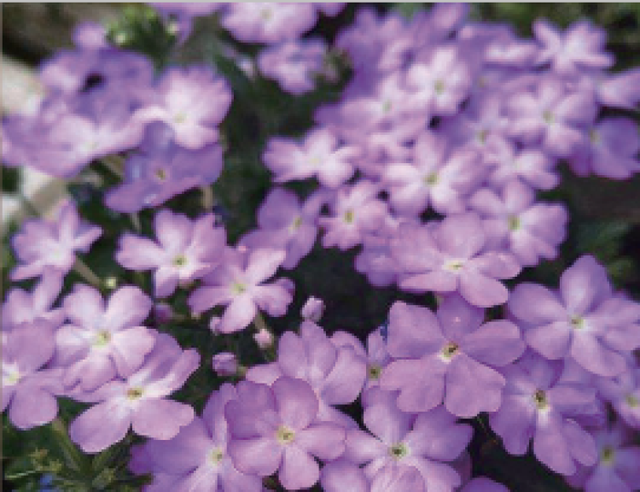 多花筋骨草价格多少，筋骨草哪个品种花多（百元一斤的水果……这份上海窗阳台彩化名单）