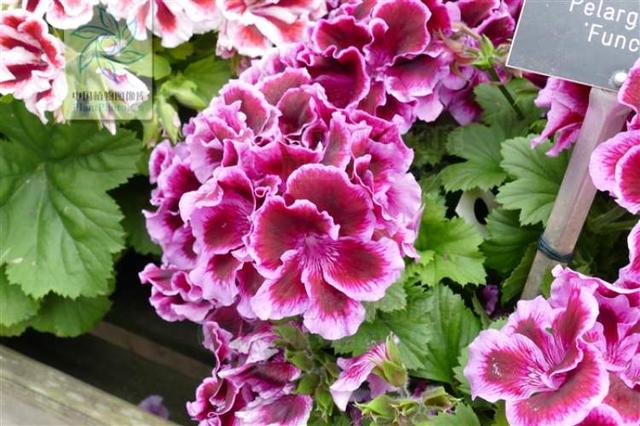 多花筋骨草价格多少，筋骨草哪个品种花多（百元一斤的水果……这份上海窗阳台彩化名单）