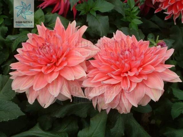 多花筋骨草价格多少，筋骨草哪个品种花多（百元一斤的水果……这份上海窗阳台彩化名单）