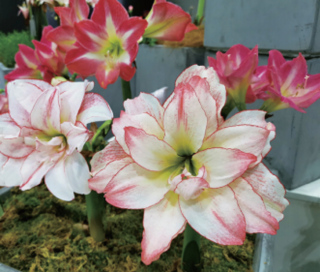 多花筋骨草价格多少，筋骨草哪个品种花多（百元一斤的水果……这份上海窗阳台彩化名单）