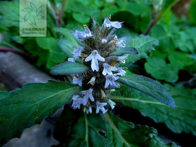 多花筋骨草价格多少，筋骨草哪个品种花多（百元一斤的水果……这份上海窗阳台彩化名单）