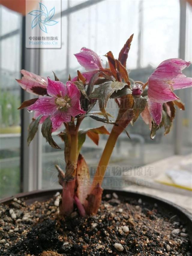 多花筋骨草价格多少，筋骨草哪个品种花多（百元一斤的水果……这份上海窗阳台彩化名单）