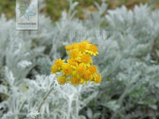 多花筋骨草价格多少，筋骨草哪个品种花多（百元一斤的水果……这份上海窗阳台彩化名单）