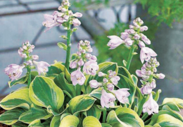 多花筋骨草价格多少，筋骨草哪个品种花多（百元一斤的水果……这份上海窗阳台彩化名单）