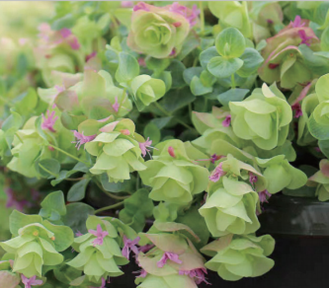 多花筋骨草价格多少，筋骨草哪个品种花多（百元一斤的水果……这份上海窗阳台彩化名单）