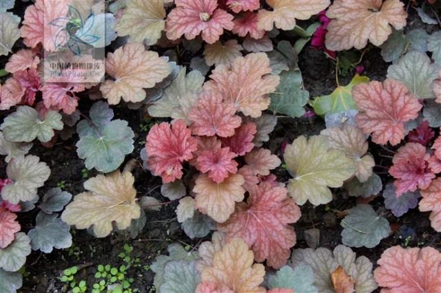 多花筋骨草价格多少，筋骨草哪个品种花多（百元一斤的水果……这份上海窗阳台彩化名单）