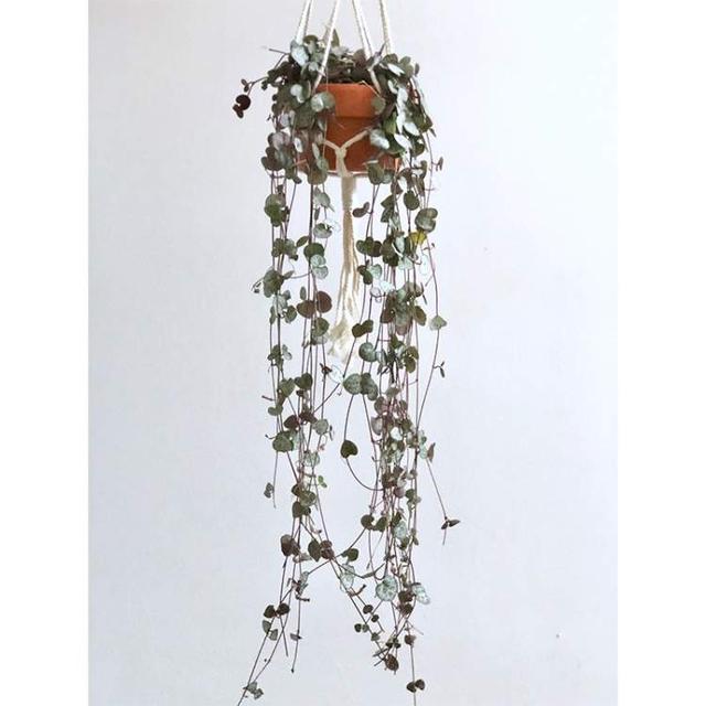 多花筋骨草价格多少，筋骨草哪个品种花多（百元一斤的水果……这份上海窗阳台彩化名单）