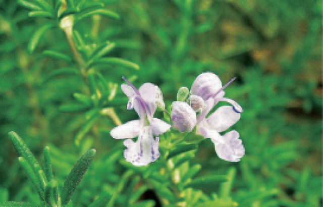 多花筋骨草价格多少，筋骨草哪个品种花多（百元一斤的水果……这份上海窗阳台彩化名单）