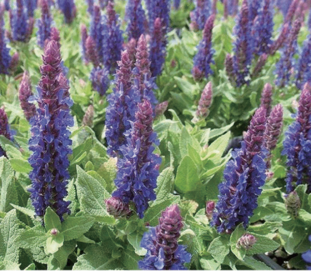 多花筋骨草价格多少，筋骨草哪个品种花多（百元一斤的水果……这份上海窗阳台彩化名单）