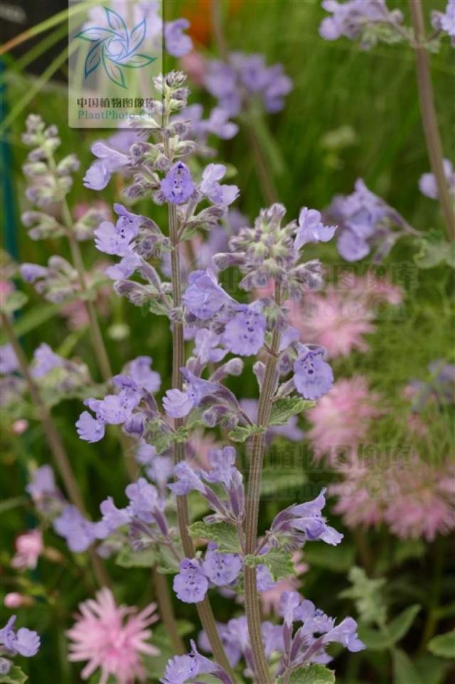 多花筋骨草价格多少，筋骨草哪个品种花多（百元一斤的水果……这份上海窗阳台彩化名单）