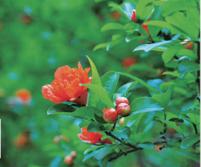 多花筋骨草价格多少，筋骨草哪个品种花多（百元一斤的水果……这份上海窗阳台彩化名单）