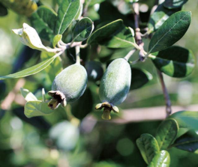 多花筋骨草价格多少，筋骨草哪个品种花多（百元一斤的水果……这份上海窗阳台彩化名单）