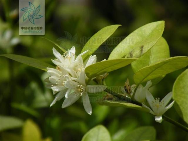 多花筋骨草价格多少，筋骨草哪个品种花多（百元一斤的水果……这份上海窗阳台彩化名单）