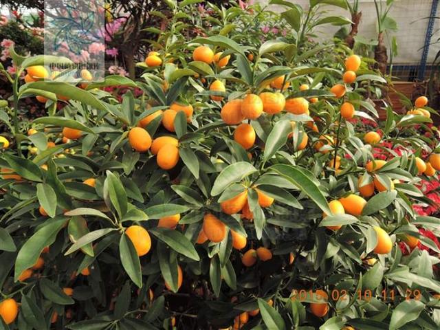 多花筋骨草价格多少，筋骨草哪个品种花多（百元一斤的水果……这份上海窗阳台彩化名单）