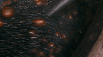 北方人立秋吃什么，立秋北方吃什么传统食物（立秋：一叶落而知天下秋）