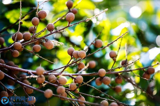 桂圆什么季节成熟，龙眼什么时候成熟（忠县：火红八月龙眼飘香）