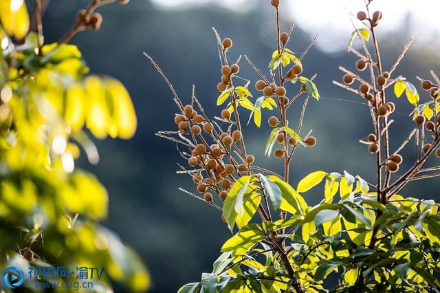 桂圆什么季节成熟，龙眼什么时候成熟（忠县：火红八月龙眼飘香）