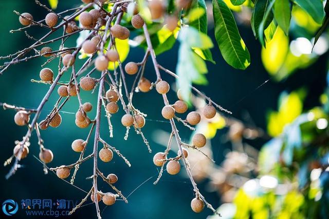 桂圆什么季节成熟，龙眼什么时候成熟（忠县：火红八月龙眼飘香）
