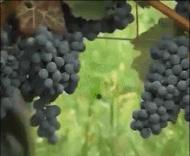 德国面积相当于中国哪个省，德国领土面积相当于中国的那个省（没有德国农业机械做不了的么）