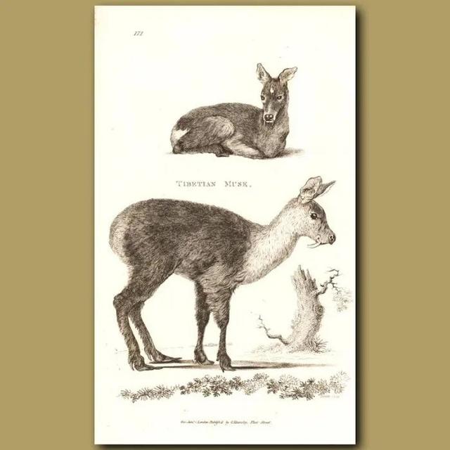 香奈儿19号香水，香奈儿有7号香水吗（那些奇奇怪怪的味道）