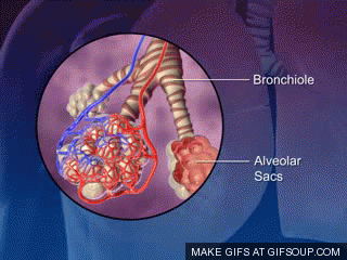水的表面张力是多少，水的表面张力是多少帕（让潜水员闻风丧胆的物理现象）